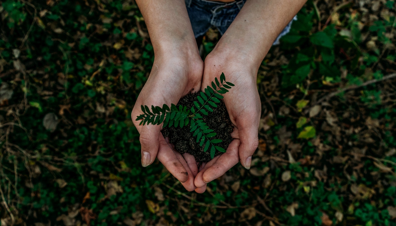 Photo by Noah Buscher green plant